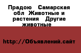 Прадою - Самарская обл. Животные и растения » Другие животные   